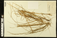 Aristida purpurascens image