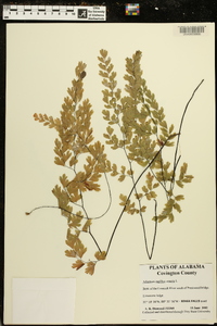 Adiantum capillus-veneris image