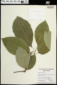 Magnolia acuminata image