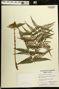 Dryopteris ludoviciana image