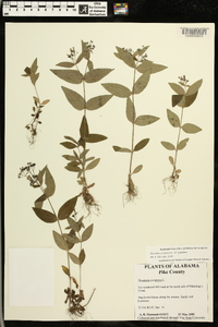 Houstonia purpurea image