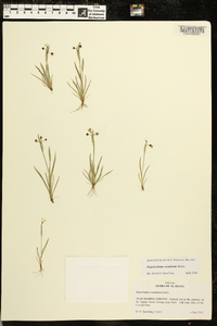 Sisyrinchium rosulatum image