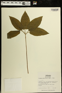 Croomia pauciflora image