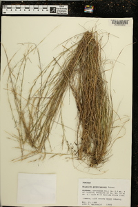 Aristida purpurascens image