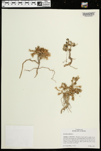 Portulaca pilosa image