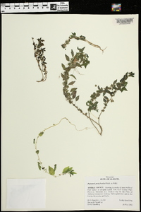 Parietaria pensylvanica image