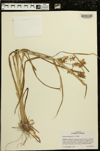 Cyperus lutescens image