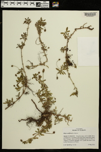 Phyla nodiflora image