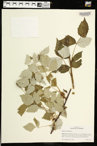 Rubus occidentalis image