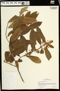 Prunus caroliniana image