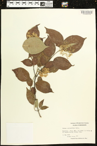 Cornus sericea subsp. sericea image