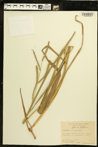 Paspalum floridanum image