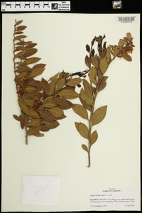 Lyonia lucida image