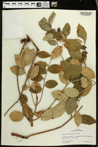 Leucothoe axillaris image