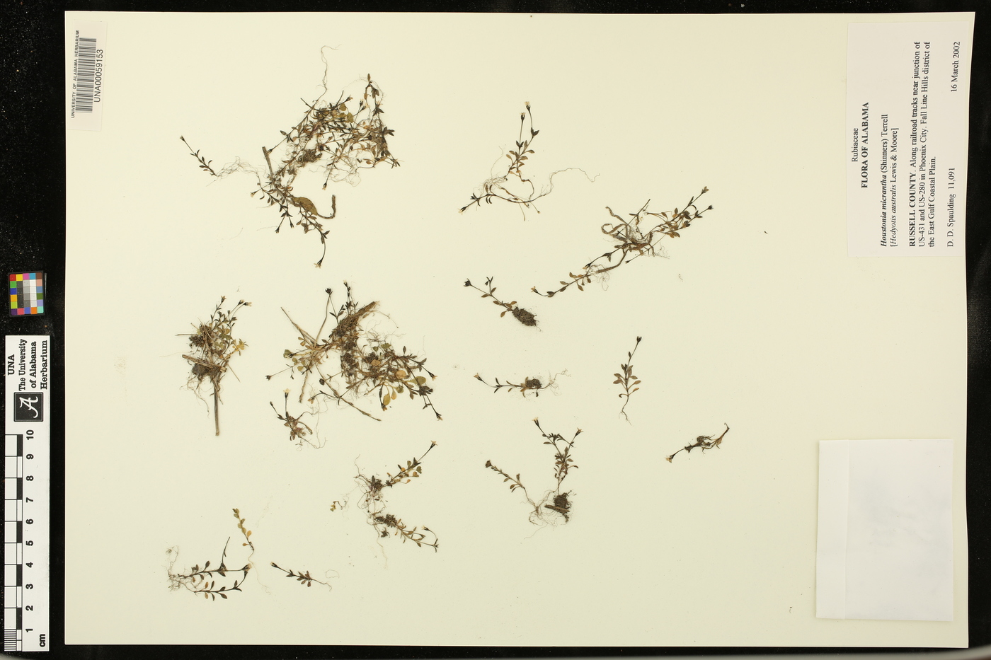 Houstonia micrantha image