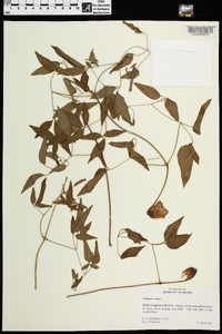 Clematis crispa image