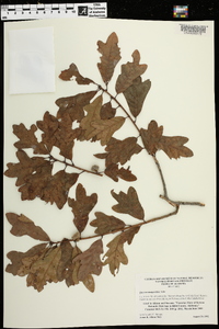 Quercus margarettiae image