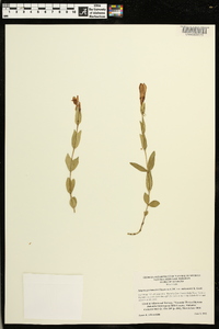 Spigelia gentianoides var. alabamensis image