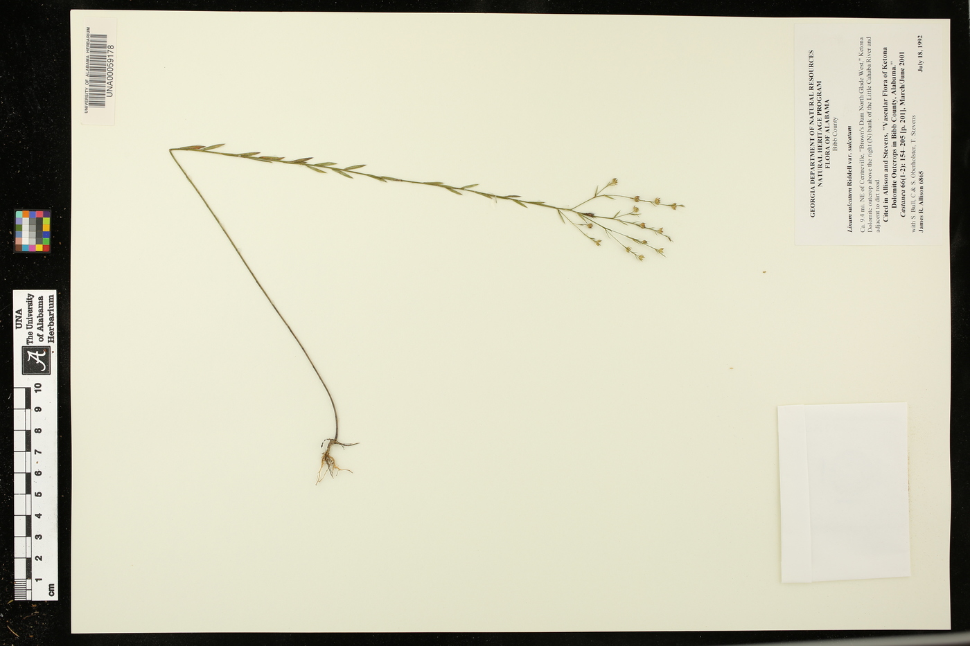 Linum sulcatum var. sulcatum image