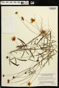 Coreopsis grandiflora image