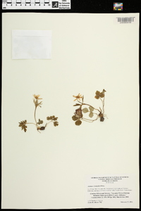 Anemone berlandieri image