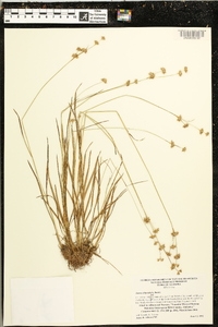 Juncus filipendulus image