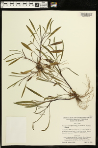 Coreopsis grandiflora image