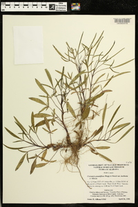 Coreopsis grandiflora image