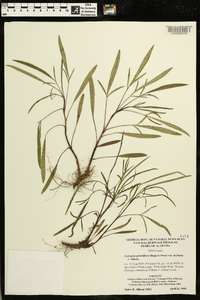 Coreopsis grandiflora var. inclinata image