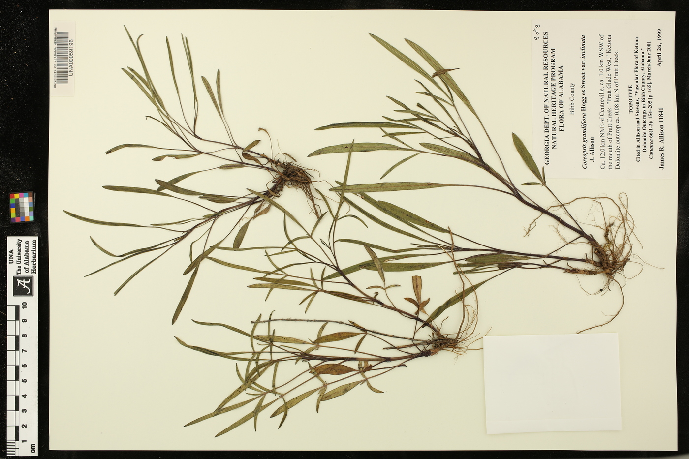 Coreopsis grandiflora var. inclinata image
