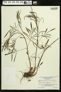 Coreopsis grandiflora var. grandiflora image