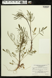 Coreopsis grandiflora var. grandiflora image