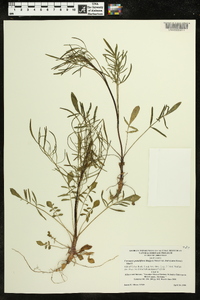 Coreopsis grandiflora image