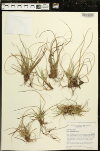 Carex umbellata image