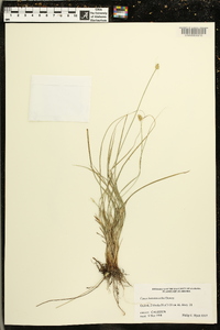 Carex leavenworthii image