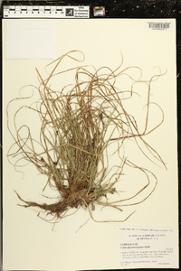 Carex nigromarginata image