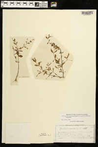 Lindernia dubia var. anagallidea image