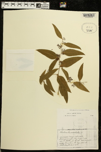 Smilax smallii image