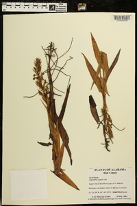 Habenaria repens image