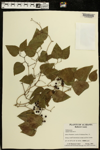 Smilax bona-nox image