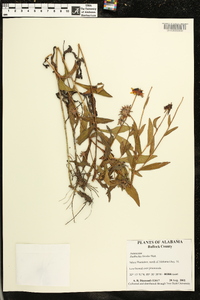 Rudbeckia hirta var. pulcherrima image