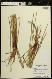 Eleocharis quadrangulata image