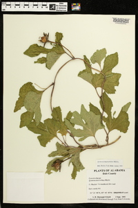 Ipomoea macrorhiza image