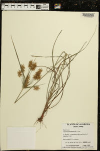 Cyperus retrofractus image