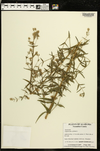 Chromolaena ivifolia image