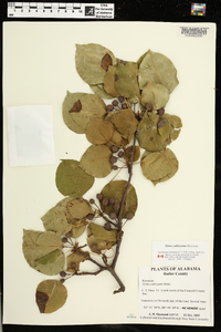 Pyrus calleryana image