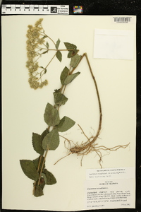 Eupatorium rotundifolium var. ovatum image