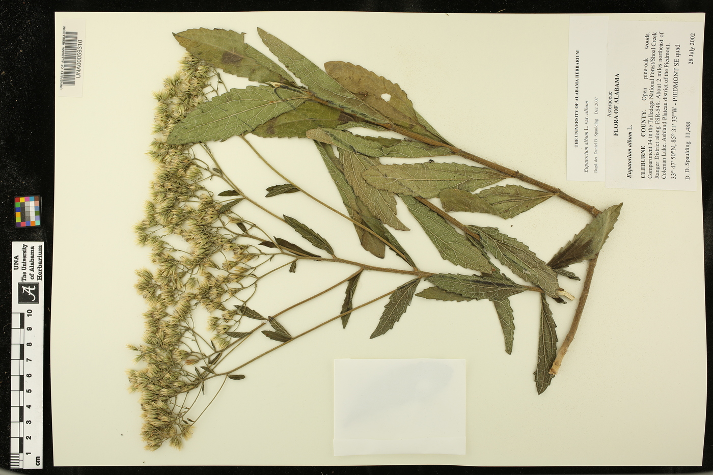 Eupatorium album var. album image