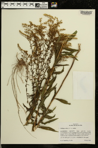 Solidago odora var. odora image