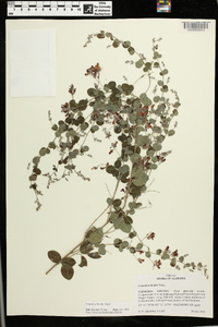 Lespedeza bicolor image